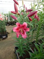 [4167 Palazzo VWS No01.JPG]